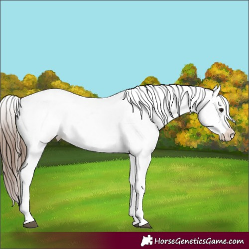Horse Color:Bay Tobiano Appaloosa 