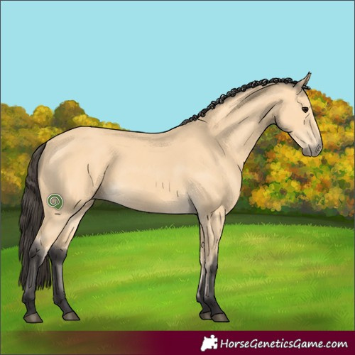 Horse Color:Buckskin 