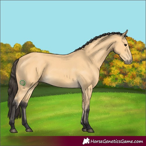 Horse Color:Buckskin 