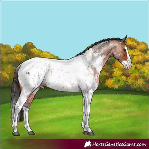 Horse Color:Bay Roan Splash Tobiano Appaloosa 