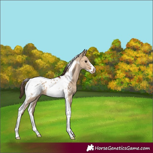 Horse Color:Bay Dun Tobiano Frame Appaloosa 