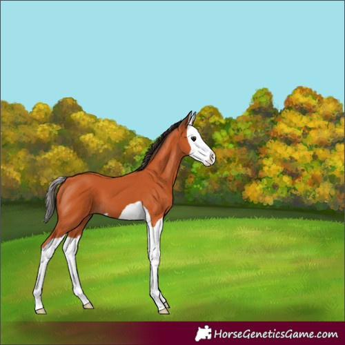 Horse Color:Bay Splash 