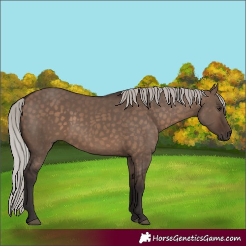 Horse Color:Unknown 