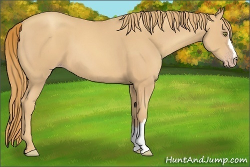 Horse Color:Gold Champagne