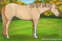 Horse Color:Gold Champagne