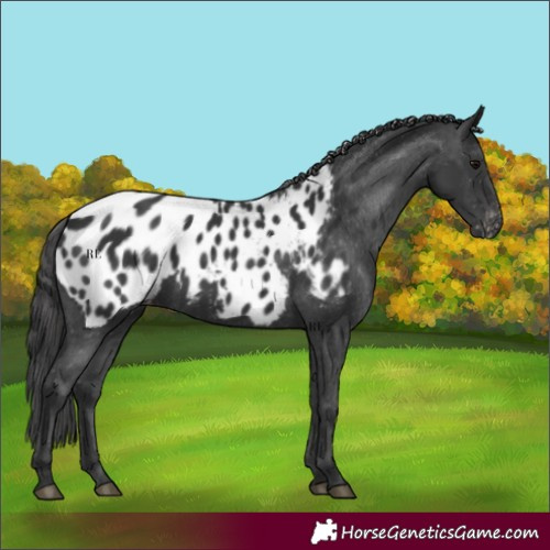 Horse Color:Black Appaloosa