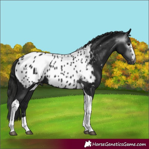 Horse Color:Gray Black Tobiano Appaloosa