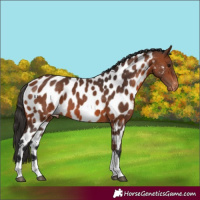 Horse Color:Bay Tobiano Appaloosa 