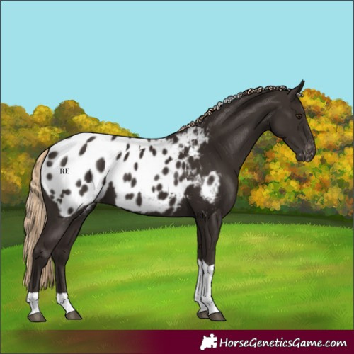 Horse Color:Liver Chestnut Tobiano Appaloosa 