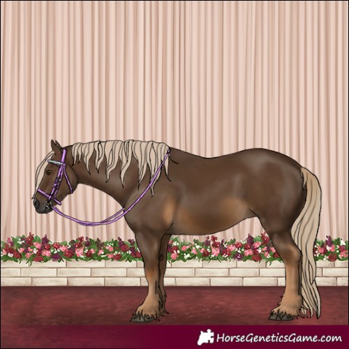 Horse Color:Gray Chocolate Palomino 