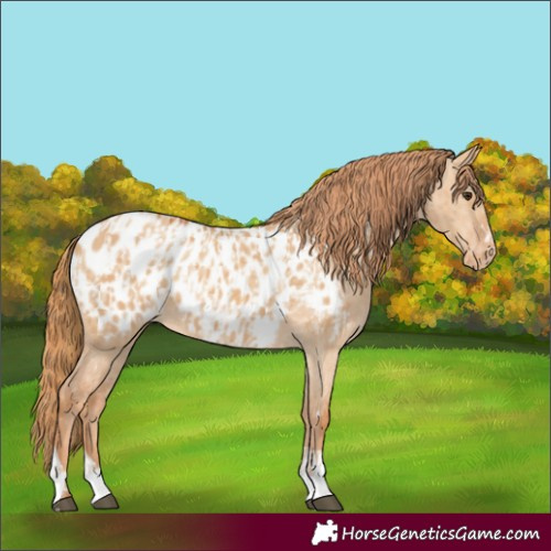 Horse Color:Red Dun Appaloosa  and Red Dun Appaloosa 