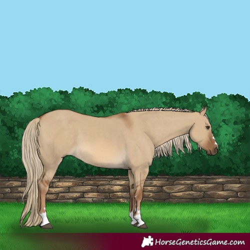 Horse Color:Chocolate Palomino Dun 