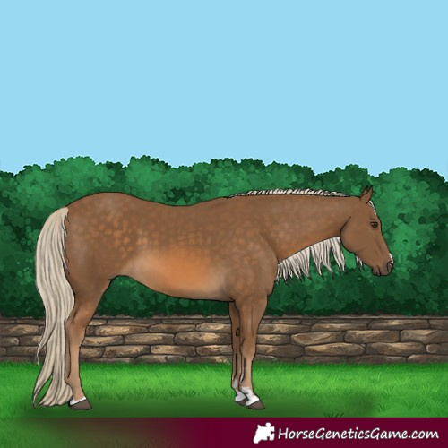 Horse Color:Chocolate Palomino 