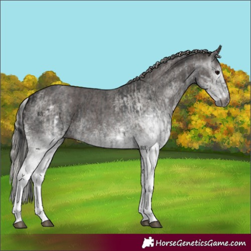 Horse Color:Gray White Spotted Black  and Gray White Spotted Silver Black 