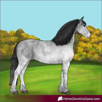 Horse Color:White Spotted Blue Roan 