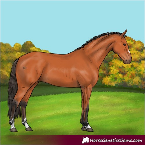 Horse Color:Bay 