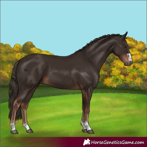 Horse Color:Liver Chestnut