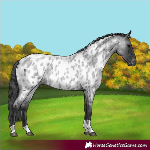 Horse Color:Blue Roan Tobiano Appaloosa