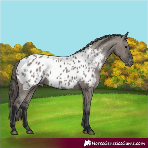 Horse Color:Grullo Appaloosa 