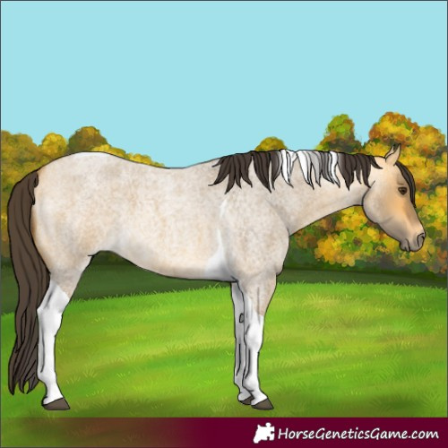 Horse Color:Buckskin Roan Dun Tobiano 