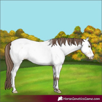 Horse Color:Amber Champagne Near Fewspot 