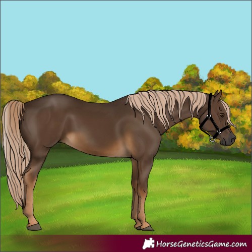 Horse Color:Gray Chocolate Palomino 