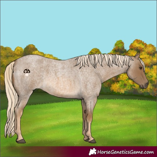 Horse Color:Chocolate Palomino Roan 