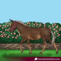 Horse Color:Gray Chocolate Palomino 