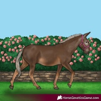 Horse Color:Gray Chocolate Palomino 