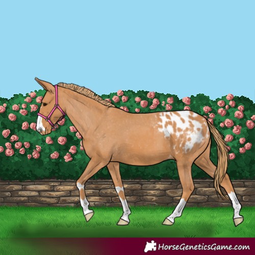 Horse Color:Chestnut Blanket 