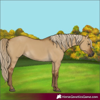 Horse Color:Gray Chocolate Palomino Dun 