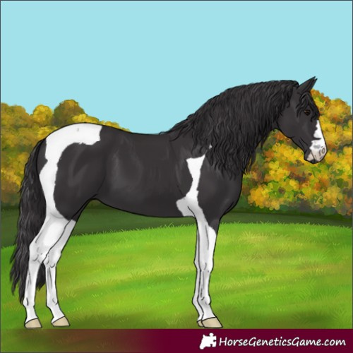 Horse Color:Smoky Black Tobiano 