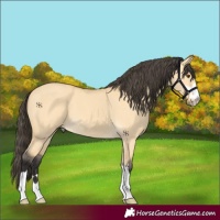 Horse Color:Buckskin Dun