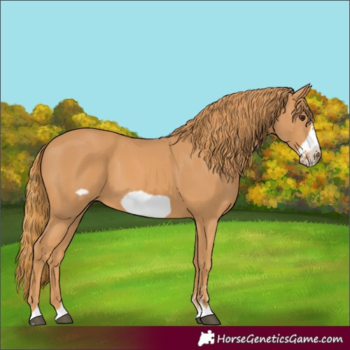Horse Color:Chestnut Frame 