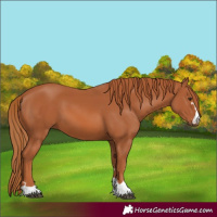 Horse Color:Chestnut 