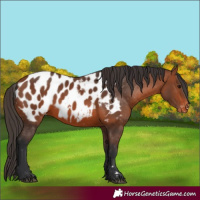 Horse Color:Bay Appaloosa 