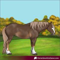 Horse Color:Gray Chocolate Palomino 