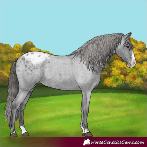 Horse Color:Blue Roan Splash Appaloosa 