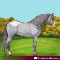 Horse Color:Blue Roan Splash Appaloosa