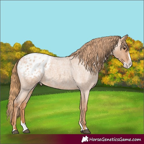 Horse Color:Red Roan Splash Appaloosa