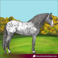 Horse Color:Blue Roan Splash Appaloosa 