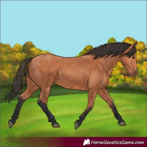 Horse Color:Bay 