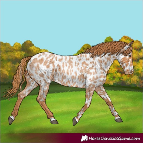 Horse Color:Red Roan Near Leopard 