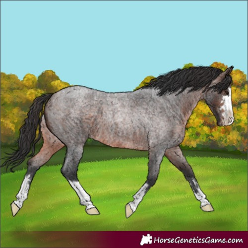 Horse Color:Brown Roan 