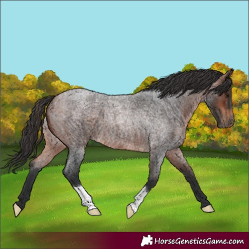 Horse Color:Brown Roan 