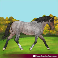 Horse Color:Brown Roan 