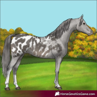 Horse Color:Grullo Tobiano Appaloosa