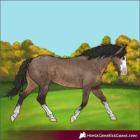 Horse Color:Brown Dun