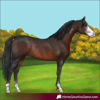 Horse Color:Brown Sabino Rabicano 