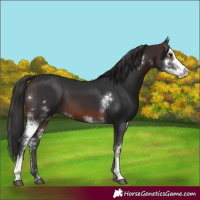 Horse Color:Brown Sabino